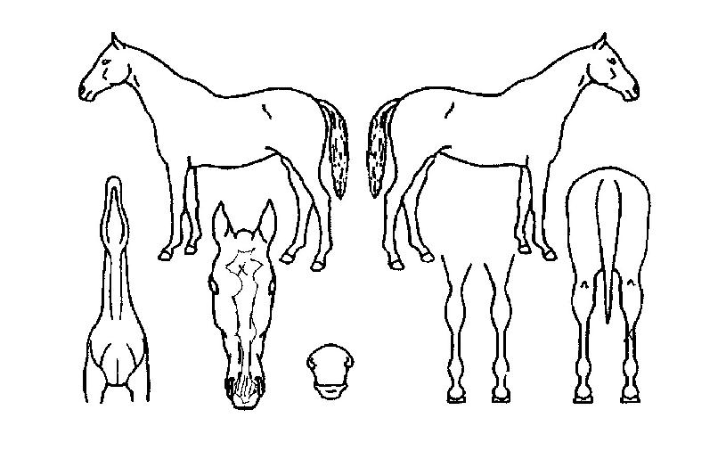 �Ŀ����� ����,���,�޸�,�λ�,�ٸ��� Ư¡����