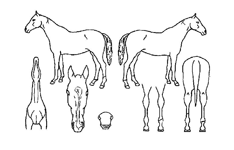 ´ë¿Õº°ÀÇ Ãø¸é,¿ì¸é,µÞ¸é,µÎ»ó,´Ù¸®ÀÇ Æ¯Â¡µµÇØ