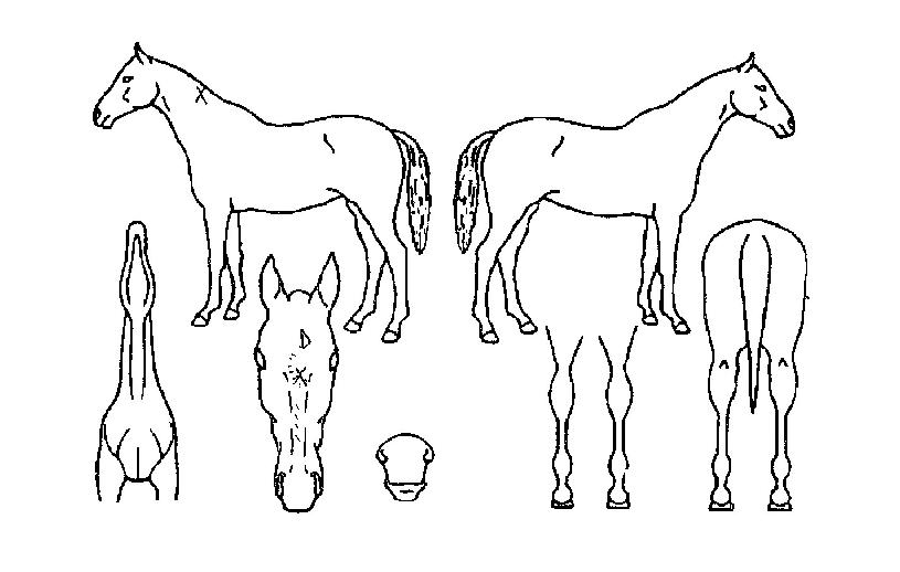 º£½ºÆ®ÆÛÆ÷¸ÓÀÇ Ãø¸é,¿ì¸é,µÞ¸é,µÎ»ó,´Ù¸®ÀÇ Æ¯Â¡µµÇØ