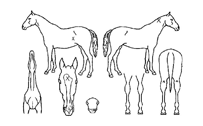 Ç㸮ÄÉÀÎÆ÷½ºÀÇ Ãø¸é,¿ì¸é,µÞ¸é,µÎ»ó,´Ù¸®ÀÇ Æ¯Â¡µµÇØ