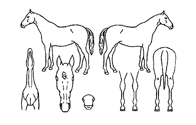 ��������� ����,���,�޸�,�λ�,�ٸ��� Ư¡����