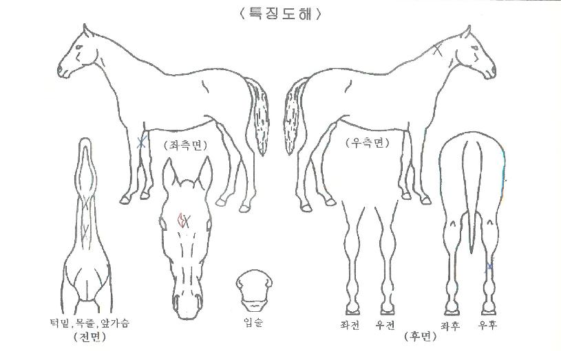 ���ֽ�ȭ�� ����,���,�޸�,�λ�,�ٸ��� Ư¡����