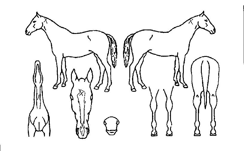 �������ڸ��� ����,���,�޸�,�λ�,�ٸ��� Ư¡����