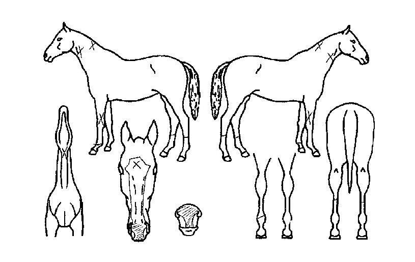 ��ȣ�ٶ��� ����,���,�޸�,�λ�,�ٸ��� Ư¡����