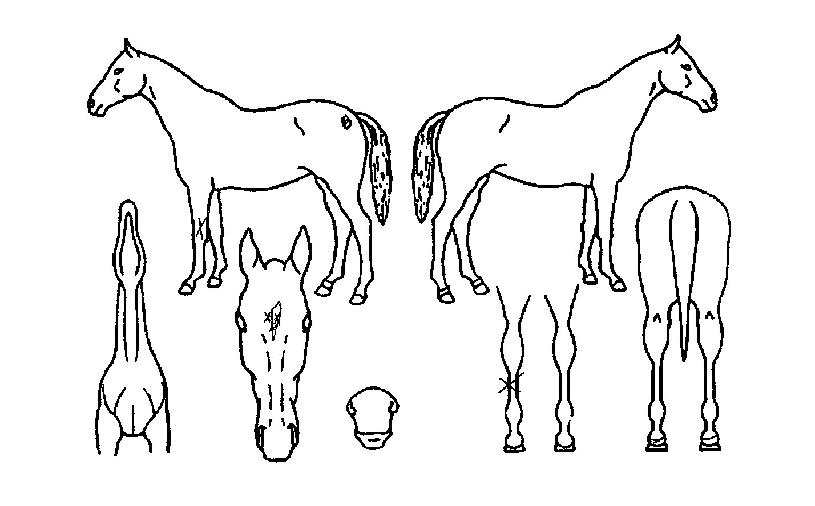 ¼®ÇÐÀÇ Ãø¸é,¿ì¸é,µÞ¸é,µÎ»ó,´Ù¸®ÀÇ Æ¯Â¡µµÇØ