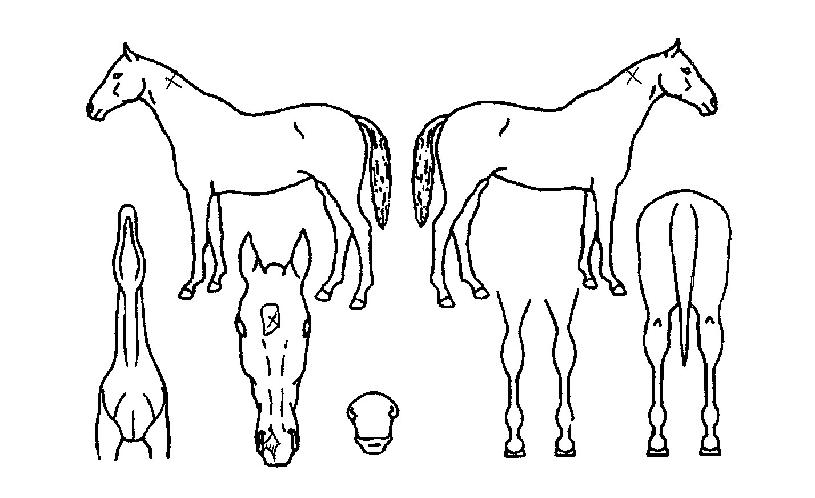 �󰨸����� ����,���,�޸�,�λ�,�ٸ��� Ư¡����