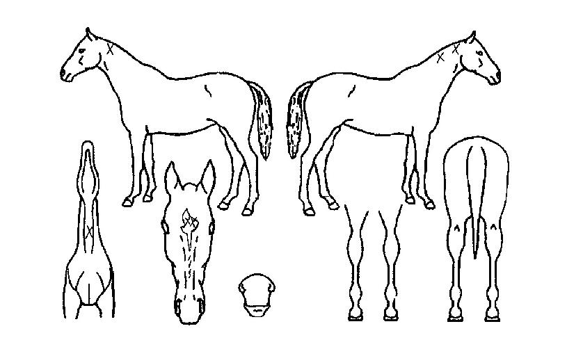 û¸¶ÀÇ Ãø¸é,¿ì¸é,µÞ¸é,µÎ»ó,´Ù¸®ÀÇ Æ¯Â¡µµÇØ