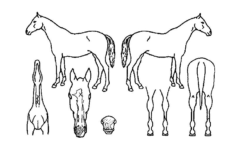 Á¦Æ®ÆÄÀÌÅÍÀÇ Ãø¸é,¿ì¸é,µÞ¸é,µÎ»ó,´Ù¸®ÀÇ Æ¯Â¡µµÇØ