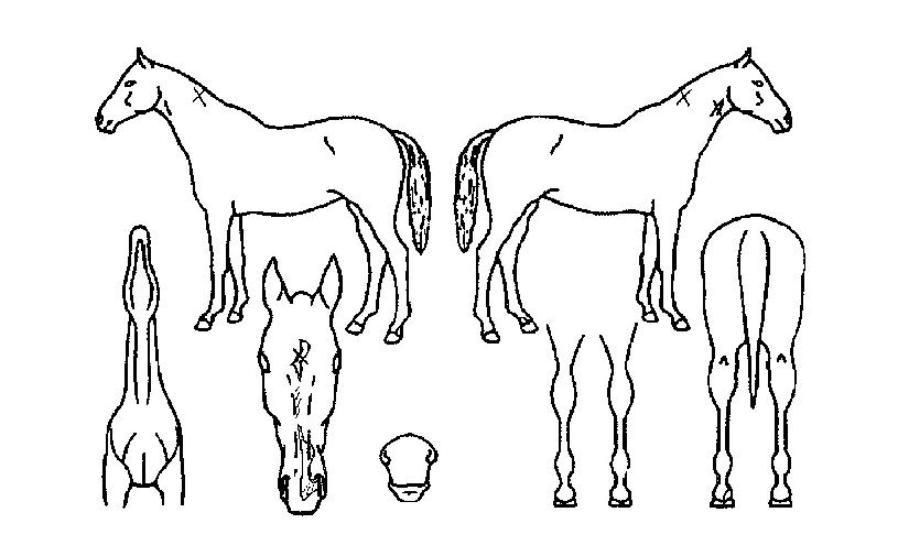 ½´ÆÛ´ë¹°ÀÇ Ãø¸é,¿ì¸é,µÞ¸é,µÎ»ó,´Ù¸®ÀÇ Æ¯Â¡µµÇØ