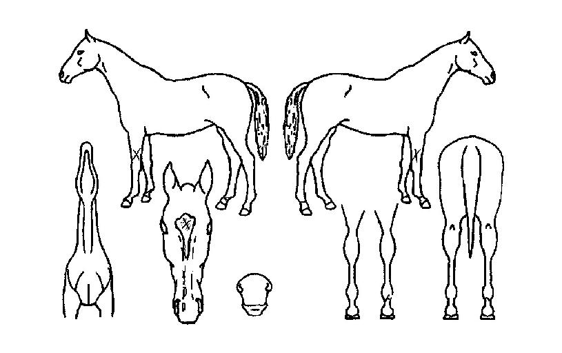 �������� ����,���,�޸�,�λ�,�ٸ��� Ư¡����