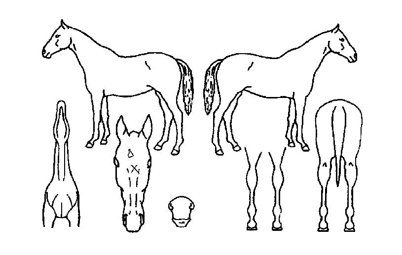 ·¿ÀÕ°íÀÇ Ãø¸é,¿ì¸é,µÞ¸é,µÎ»ó,´Ù¸®ÀÇ Æ¯Â¡µµÇØ