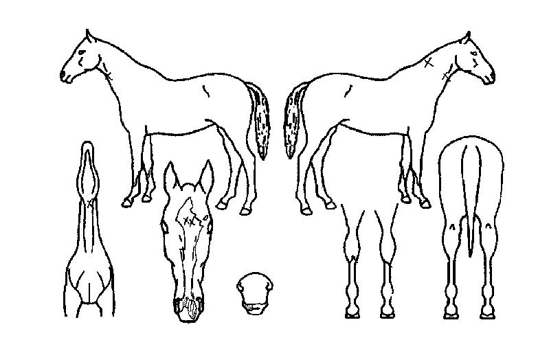 �������� ����,���,�޸�,�λ�,�ٸ��� Ư¡����