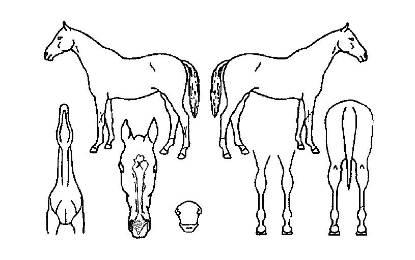 Ÿ¶ó´Ï½ºÀÇ Ãø¸é,¿ì¸é,µÞ¸é,µÎ»ó,´Ù¸®ÀÇ Æ¯Â¡µµÇØ