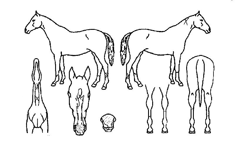 ¸¶ÃÊÀÇ Ãø¸é,¿ì¸é,µÞ¸é,µÎ»ó,´Ù¸®ÀÇ Æ¯Â¡µµÇØ