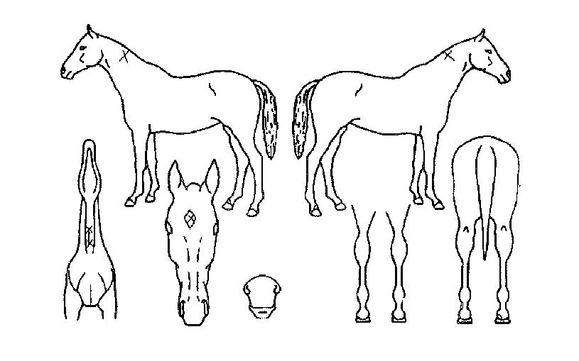 �������ڸ��� ����,���,�޸�,�λ�,�ٸ��� Ư¡����