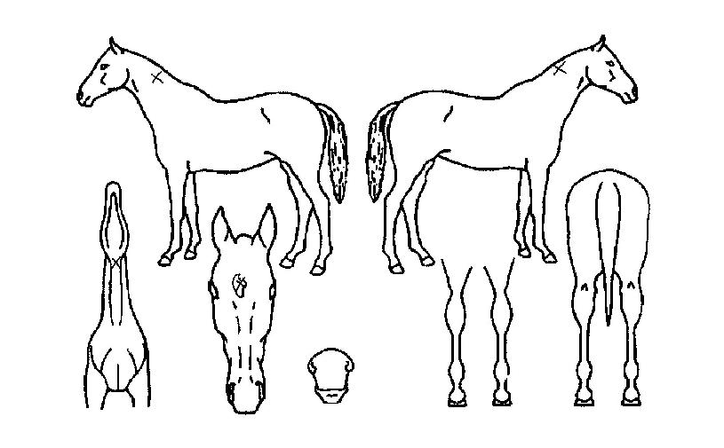 ��ȣ�� ����,���,�޸�,�λ�,�ٸ��� Ư¡����