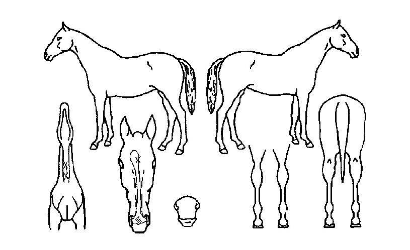 Áö»óµ¹Ç³ÀÇ Ãø¸é,¿ì¸é,µÞ¸é,µÎ»ó,´Ù¸®ÀÇ Æ¯Â¡µµÇØ