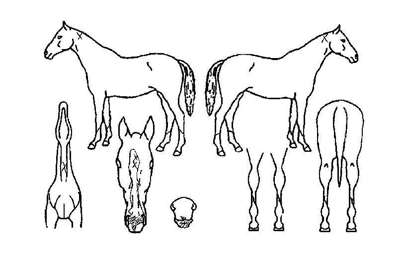 µå¸²°úõÀÇ Ãø¸é,¿ì¸é,µÞ¸é,µÎ»ó,´Ù¸®ÀÇ Æ¯Â¡µµÇØ