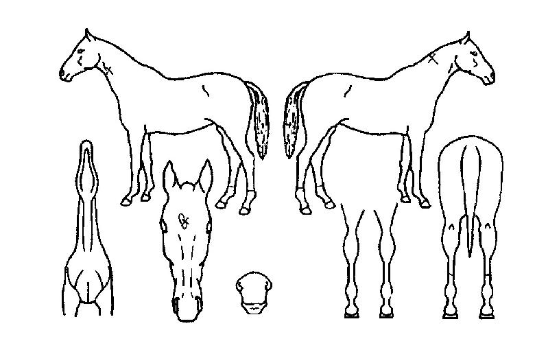 ±×·¹À̵åĸƾÀÇ Ãø¸é,¿ì¸é,µÞ¸é,µÎ»ó,´Ù¸®ÀÇ Æ¯Â¡µµÇØ