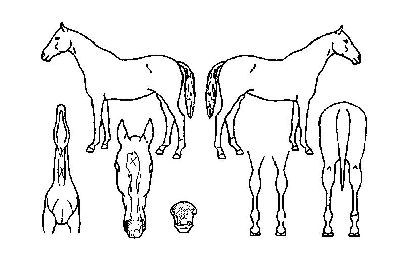 Æ®¸®ÇûþÀÎÀÇ Ãø¸é,¿ì¸é,µÞ¸é,µÎ»ó,´Ù¸®ÀÇ Æ¯Â¡µµÇØ