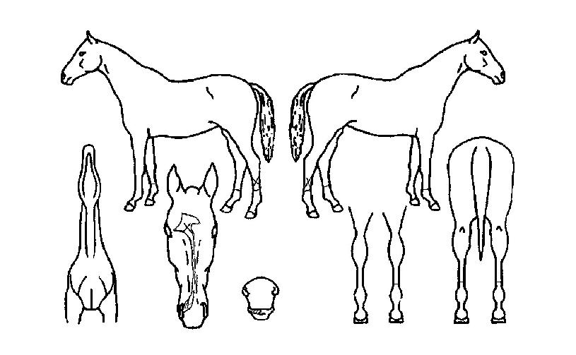 ������� ����,���,�޸�,�λ�,�ٸ��� Ư¡����