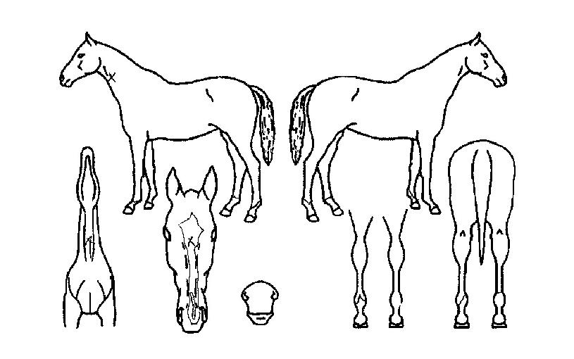 ¼È£¾Æ¶ó¸®ÀÇ Ãø¸é,¿ì¸é,µÞ¸é,µÎ»ó,´Ù¸®ÀÇ Æ¯Â¡µµÇØ