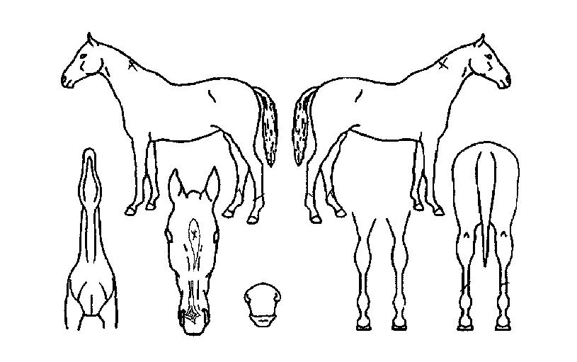 ÇÁ¸®·¯´×ÀÇ Ãø¸é,¿ì¸é,µÞ¸é,µÎ»ó,´Ù¸®ÀÇ Æ¯Â¡µµÇØ