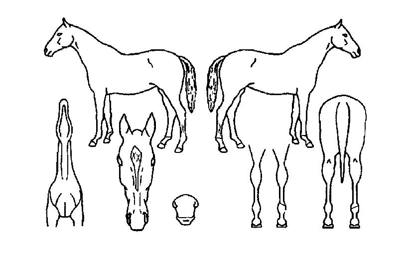 ����ǳ�� ����,���,�޸�,�λ�,�ٸ��� Ư¡����