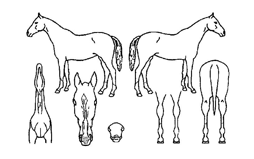 ·Î¿½ÃƼÀÇ Ãø¸é,¿ì¸é,µÞ¸é,µÎ»ó,´Ù¸®ÀÇ Æ¯Â¡µµÇØ