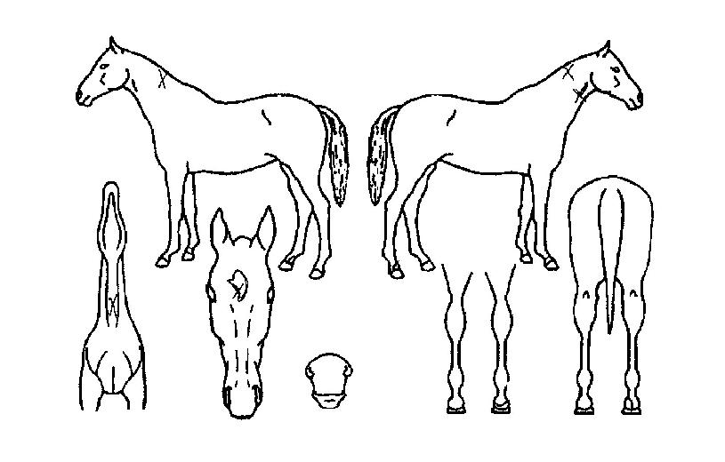 ¹Ì¶óŬȫŰÀÇ Ãø¸é,¿ì¸é,µÞ¸é,µÎ»ó,´Ù¸®ÀÇ Æ¯Â¡µµÇØ