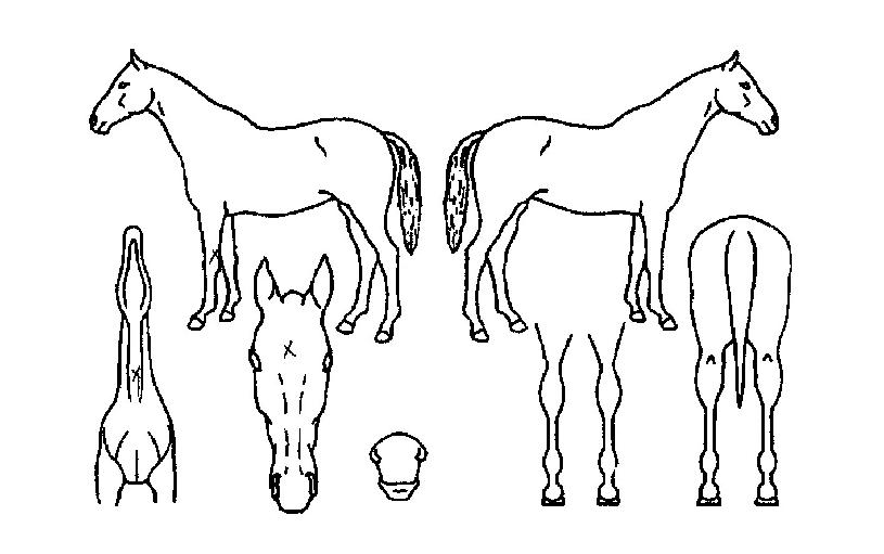 ��Ư���� ����,���,�޸�,�λ�,�ٸ��� Ư¡����