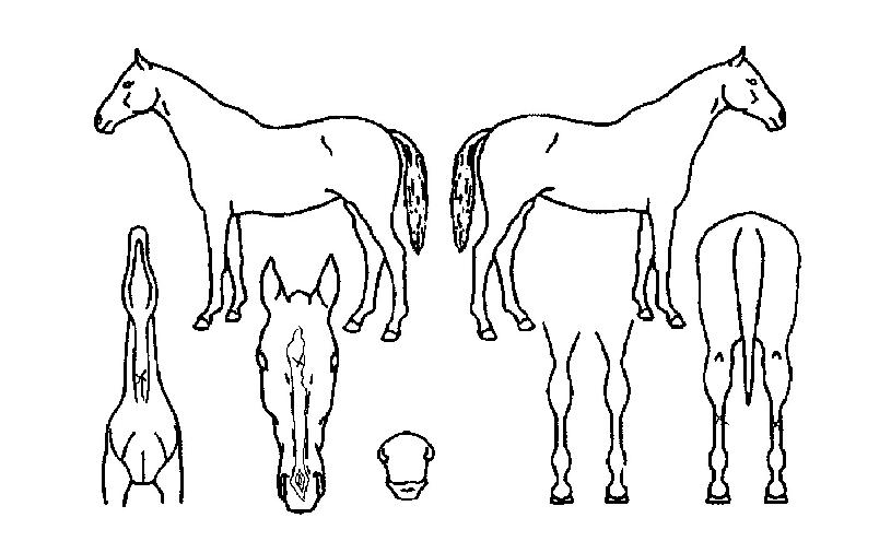 ¾ËÂù¸¶·çÀÚ¸¶ÀÇ Ãø¸é,¿ì¸é,µÞ¸é,µÎ»ó,´Ù¸®ÀÇ Æ¯Â¡µµÇØ