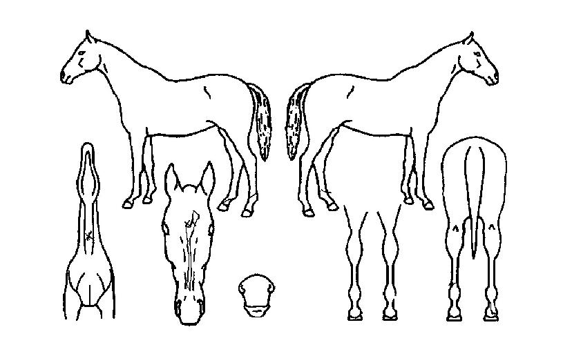 �����ο��� ����,���,�޸�,�λ�,�ٸ��� Ư¡����