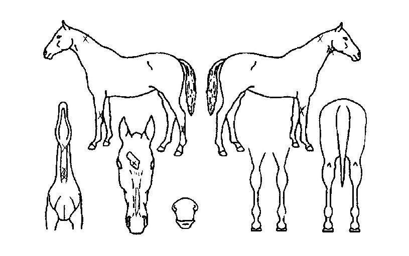 ¹Ì½ºÅÍÇöóÀ×ÀÇ Ãø¸é,¿ì¸é,µÞ¸é,µÎ»ó,´Ù¸®ÀÇ Æ¯Â¡µµÇØ