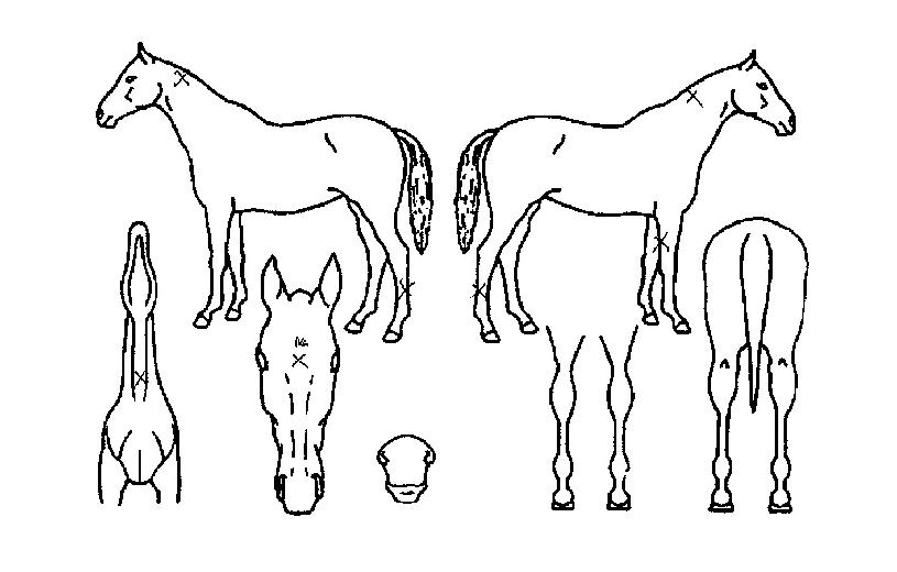 ´ë±ºÈ²ÀÇ Ãø¸é,¿ì¸é,µÞ¸é,µÎ»ó,´Ù¸®ÀÇ Æ¯Â¡µµÇØ