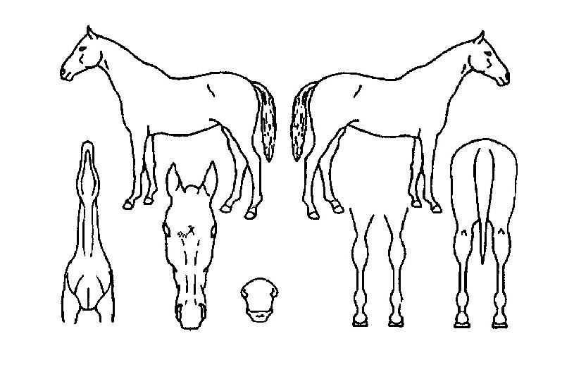 ������ĸƾ�� ����,���,�޸�,�λ�,�ٸ��� Ư¡����