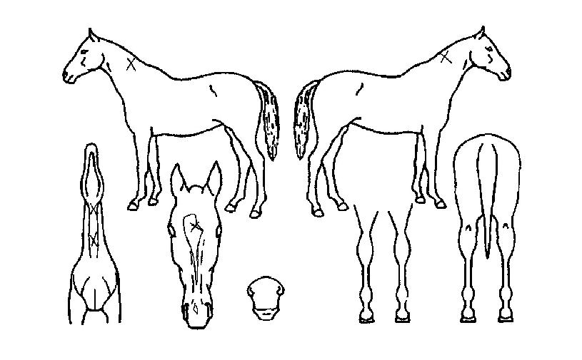 Ä¿¸Çµå¿£µåÈ£ÇÁÀÚ¸¶ÀÇ Ãø¸é,¿ì¸é,µÞ¸é,µÎ»ó,´Ù¸®ÀÇ Æ¯Â¡µµÇØ