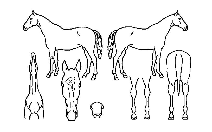 �̷���½�� ����,���,�޸�,�λ�,�ٸ��� Ư¡����