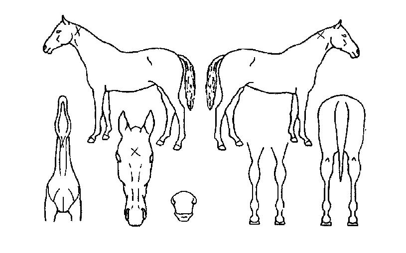 »ó½ÂÁִϾîÀÇ Ãø¸é,¿ì¸é,µÞ¸é,µÎ»ó,´Ù¸®ÀÇ Æ¯Â¡µµÇØ