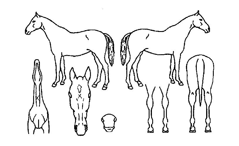 ³ªÀ̽ºÀ̱ÛÀÚ¸¶ÀÇ Ãø¸é,¿ì¸é,µÞ¸é,µÎ»ó,´Ù¸®ÀÇ Æ¯Â¡µµÇØ