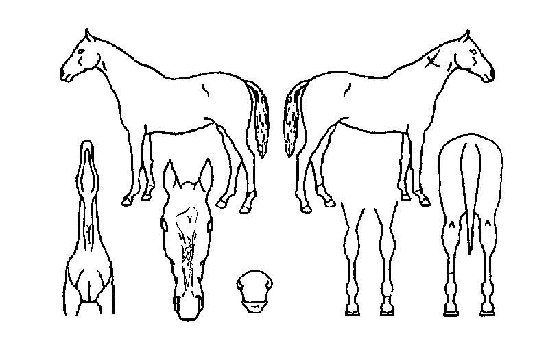 ������è�Ǿ��� ����,���,�޸�,�λ�,�ٸ��� Ư¡����