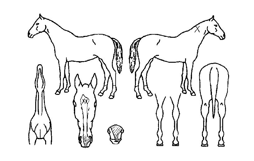 ���̳����巹���ڸ��� ����,���,�޸�,�λ�,�ٸ��� Ư¡����