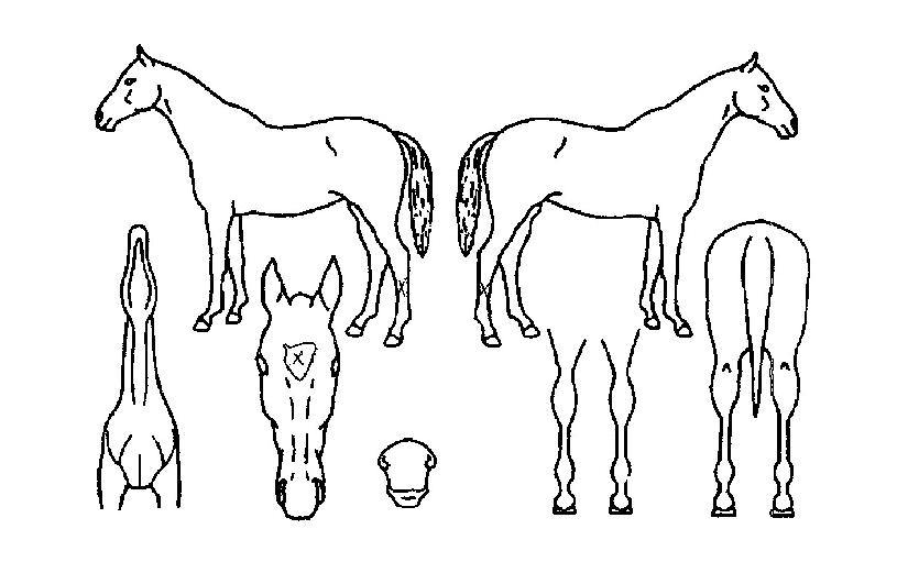 �����Ǹ����� ����,���,�޸�,�λ�,�ٸ��� Ư¡����