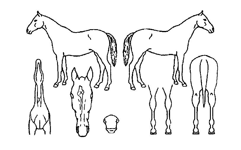 µöÇöóÀ×ÀÇ Ãø¸é,¿ì¸é,µÞ¸é,µÎ»ó,´Ù¸®ÀÇ Æ¯Â¡µµÇØ