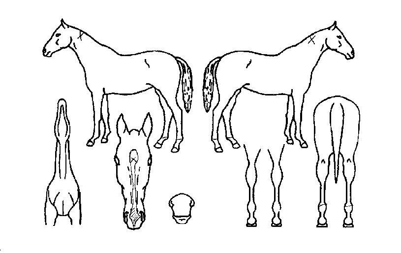 Äݵ嵦ÀÚ¸¶ÀÇ Ãø¸é,¿ì¸é,µÞ¸é,µÎ»ó,´Ù¸®ÀÇ Æ¯Â¡µµÇØ