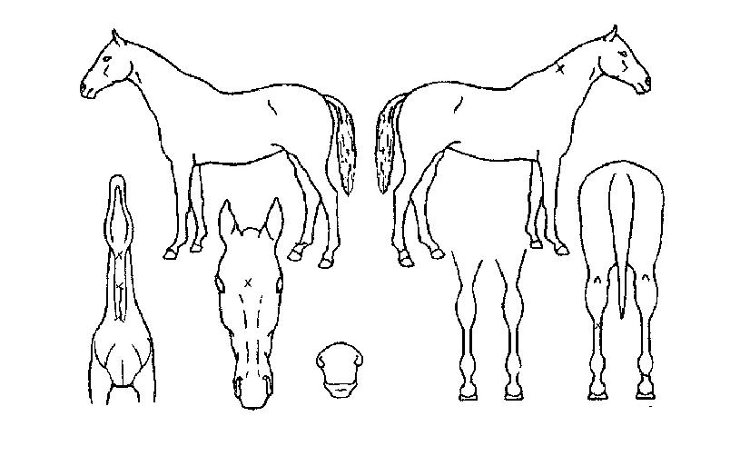 ±ÝÆ÷ÆÇŸÁöÀÇ Ãø¸é,¿ì¸é,µÞ¸é,µÎ»ó,´Ù¸®ÀÇ Æ¯Â¡µµÇØ