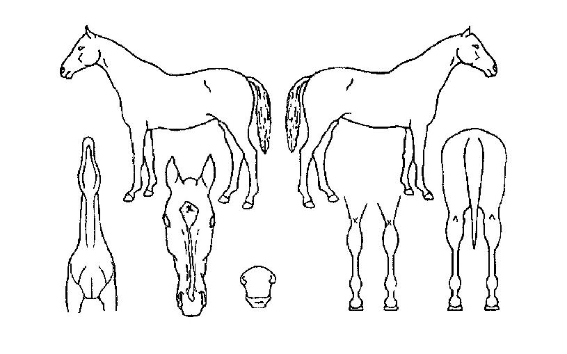 ½´°¡ÇåÅÍÀÇ Ãø¸é,¿ì¸é,µÞ¸é,µÎ»ó,´Ù¸®ÀÇ Æ¯Â¡µµÇØ