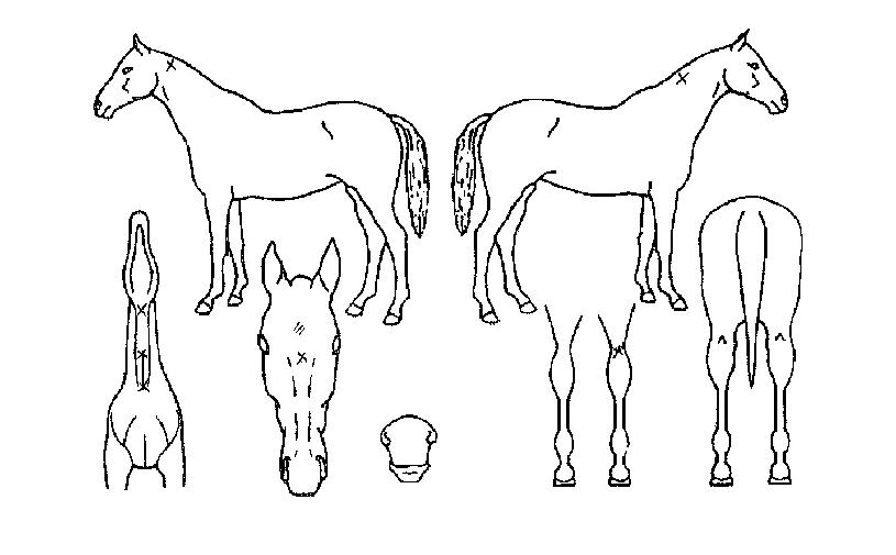 ÇØÇÇȦ¸¯ÀÇ Ãø¸é,¿ì¸é,µÞ¸é,µÎ»ó,´Ù¸®ÀÇ Æ¯Â¡µµÇØ