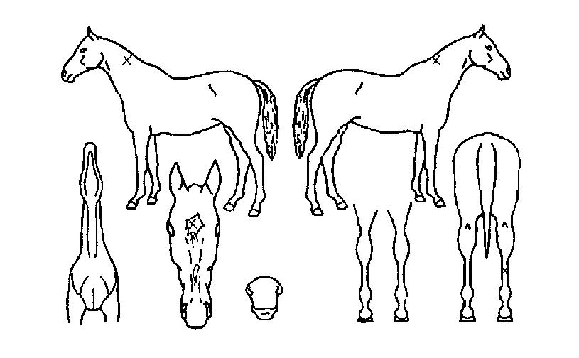 ���巹�ڵ��� ����,���,�޸�,�λ�,�ٸ��� Ư¡����