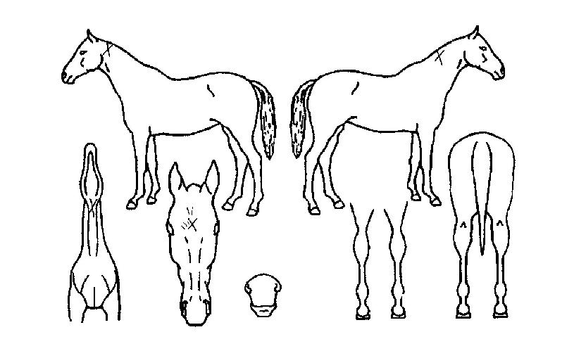 °ñµð¾î½ºÀÇ Ãø¸é,¿ì¸é,µÞ¸é,µÎ»ó,´Ù¸®ÀÇ Æ¯Â¡µµÇØ